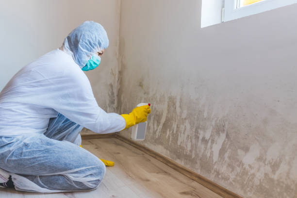Licensed Mold Remediation service in Stafford, VA - WQB Mold Removal
